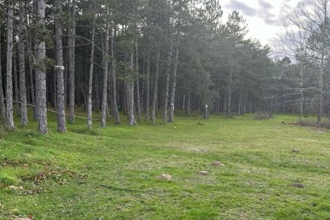 Camping Green Camps