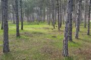Camping Green Camps